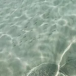 Il Nido Del Gabbiano Gallipoli
